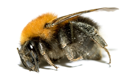 insect, bumble bee on a white background with shadowの写真素材