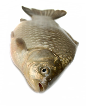 carp fish isolated on white backgroundの写真素材