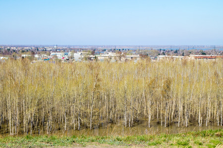 Spring landscape of trees without leavesの写真素材