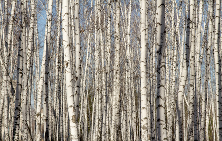 Natural background as birchwoodの写真素材