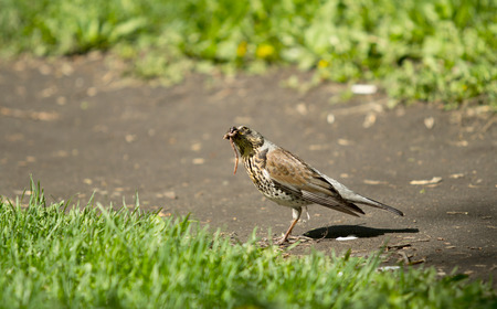Blackbird with earthworm in its billの写真素材