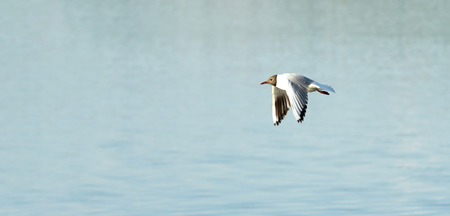 Seagull bird in flight