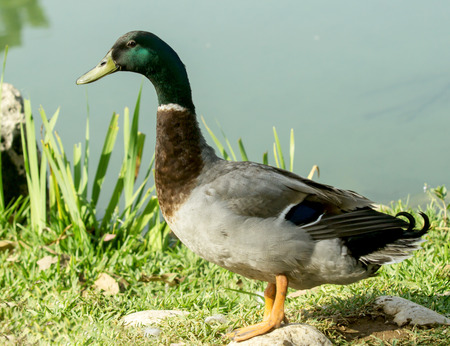 Drake came out of the water on the shore of the pond.の写真素材