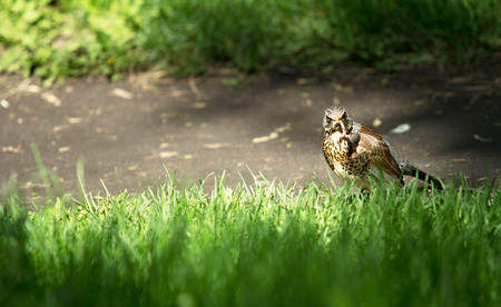Blackbird with earthworm in its billの写真素材