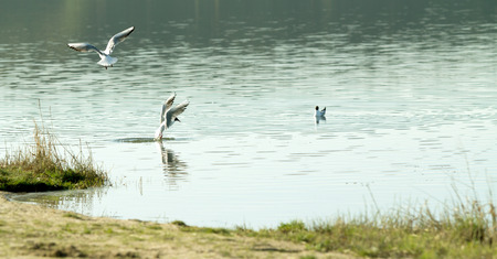 Seagull bird in flightの写真素材