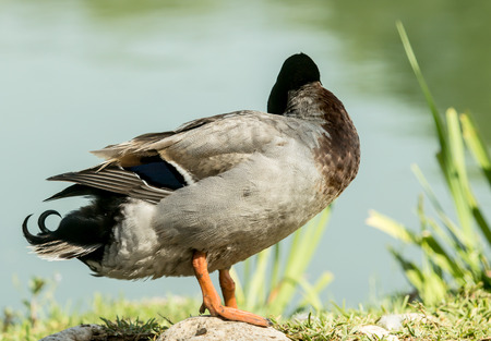 Drake came out of the water on the shore of the pond.の写真素材