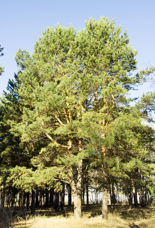 Trees in spring forest against the skyの写真素材
