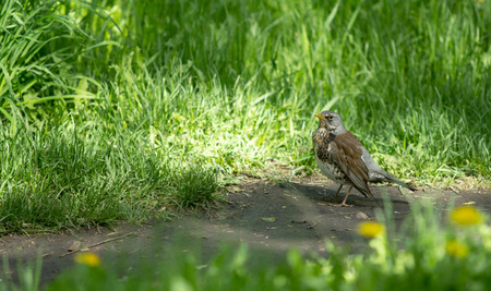 Beautiful bird blackbird sitting on the groundの写真素材