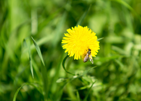 Field with yellow dandelions Springの写真素材