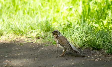 Blackbird with earthworm in its bill