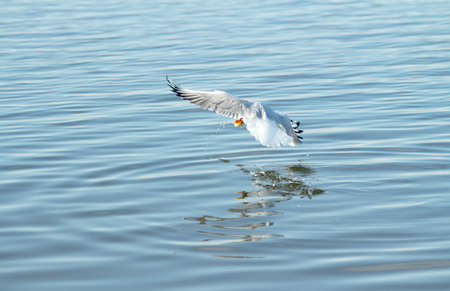 Seagull bird in flightの写真素材