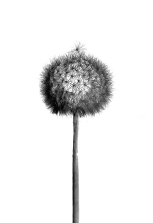 Dandelion with flying seedsの写真素材