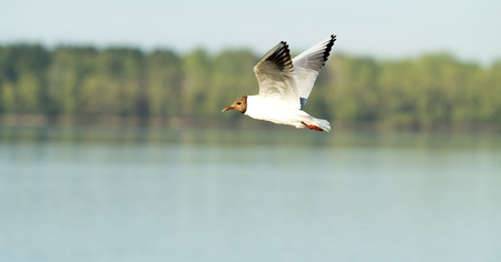 Seagull bird in flightの写真素材