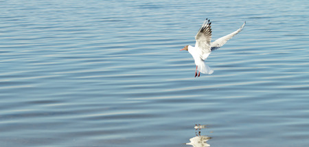 Seagull bird in flight