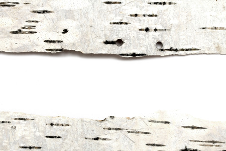 Birch bark textureの写真素材