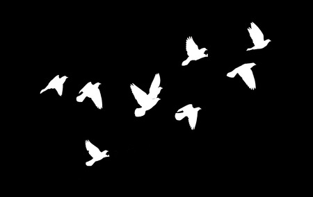 black blue silhouette on a white の写真素材