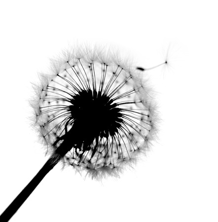 dandelion with flying seedsの写真素材