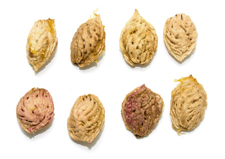 bone of a peach on a white backgroundの写真素材