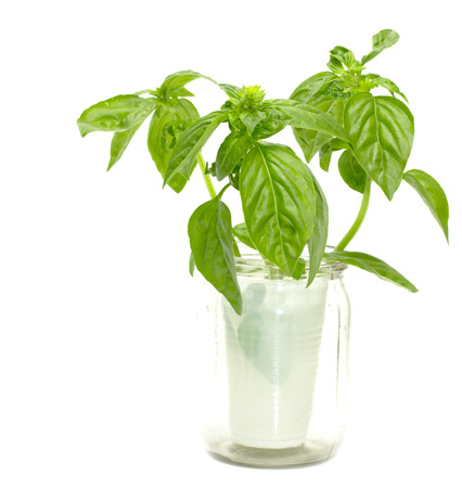 Basil leaves isolated on white backgroundの写真素材