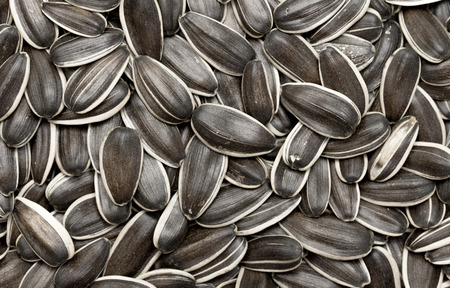 sunflower seedsの写真素材