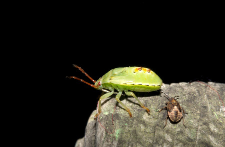 stink bug