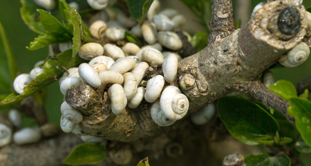 Snails on a tree branchの写真素材