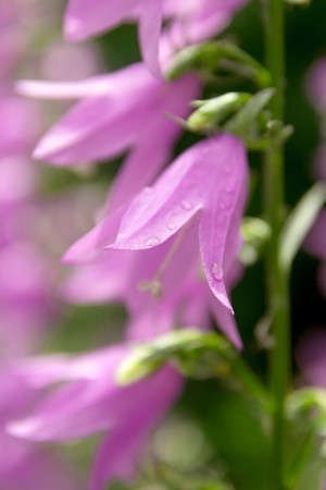 campanula flowersの写真素材