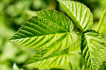 green leaves of raspberry