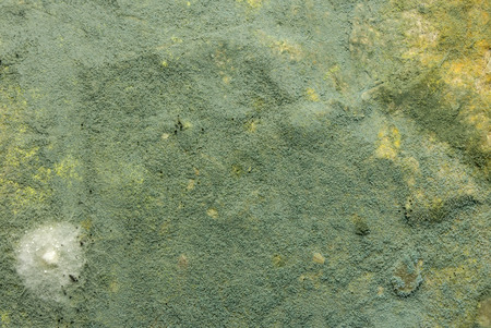 mustiness backgroundの写真素材