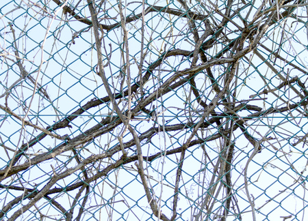 grapes dry on the grid backgroundの写真素材