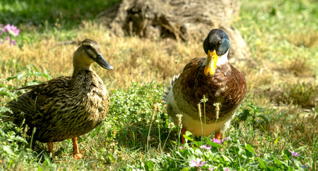 wild ducks on the pond