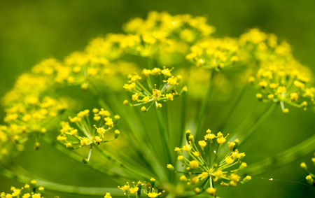 Fresh dill flowers