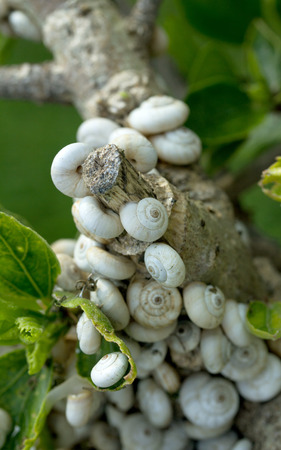 Snails on a tree branch