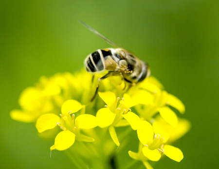 fly on a yellow flower