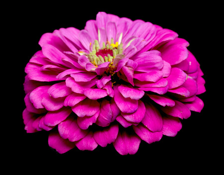 purple flowers on a black backgroundの写真素材