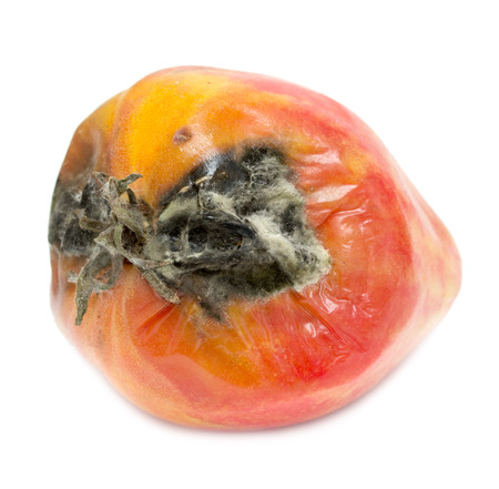 rotten tomato on a white backgroundの写真素材