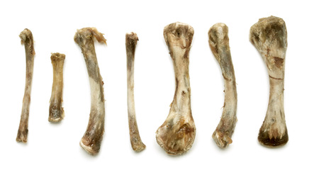 animal bones on white backgroundの写真素材