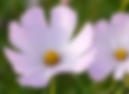 Art floral background, blurry background bokehの写真素材