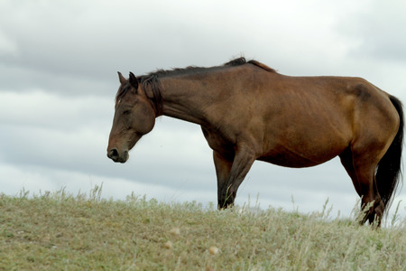 Dark bay horse grazing on a fieldの写真素材