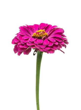 purple flower on white backgroundの写真素材