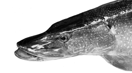 pike fish, black and whiteの写真素材