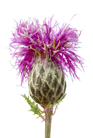 thistles flower on a white backgroundの写真素材