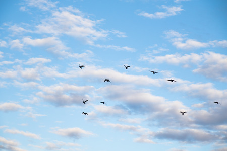 high flying pigeons on a background of blue skyの写真素材