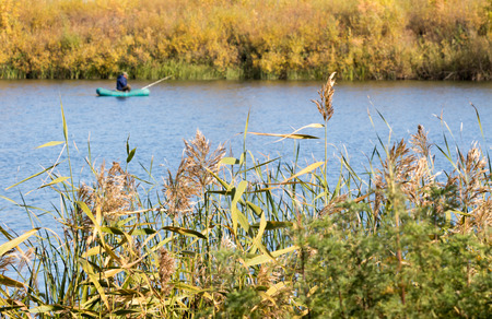 Common reed (Phragmites), autumn backgroundの写真素材
