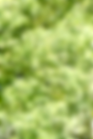 blurred green background, natureの写真素材