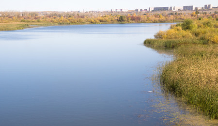 Common reed (Phragmites), autumn background