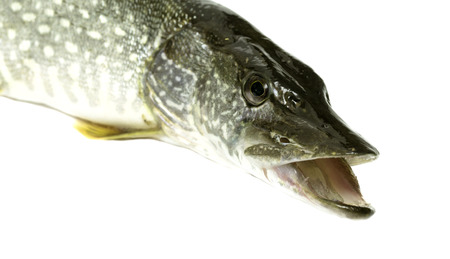 pike head on a white backgroundの写真素材