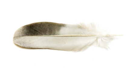 feather of a bird on a white backgroundの写真素材