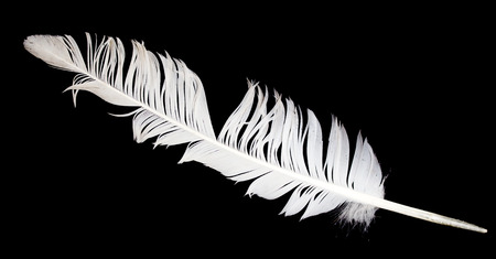 feather of a bird on a black backgroundの写真素材