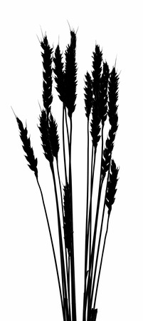 black silhouette of an ear of wheat on a white backgroundの写真素材